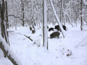 Кабаны зимой в лесу фото